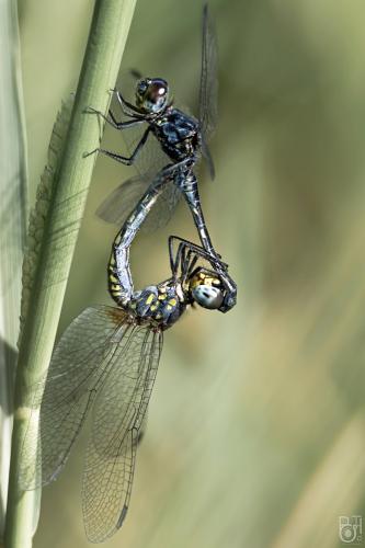 Réf. 247 622 : Diplacodes lefebvrii